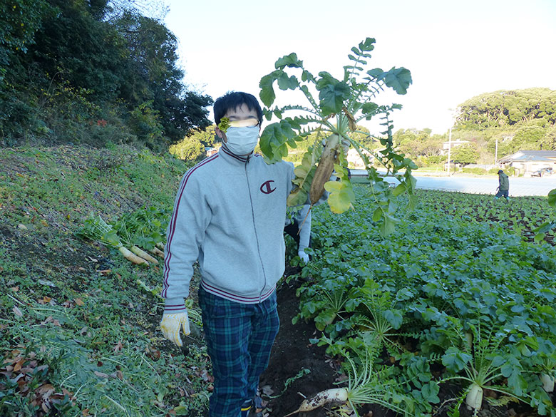 大根堀り